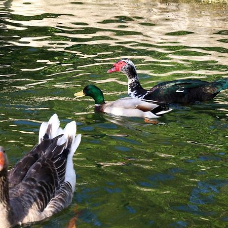 Quinta De Chousas - Braga - Agroturismo Ngoại thất bức ảnh